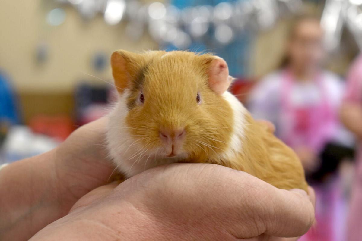 East Texas Rabbit Breeders Association’s Rabbit Show