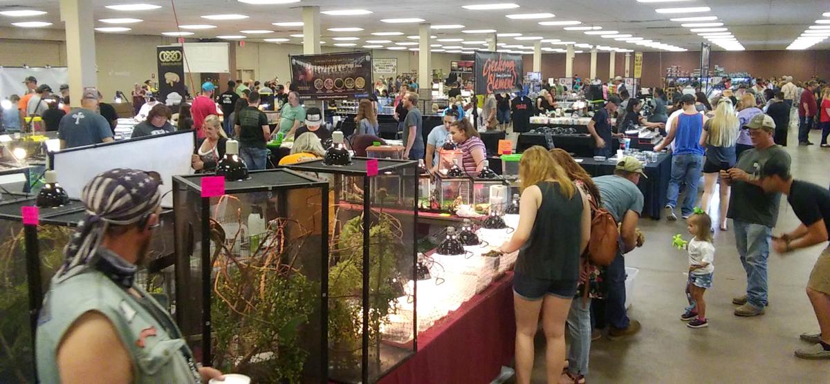 Reptiles, other critters stars of first Longview expo Local News