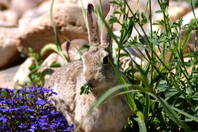 Rabbits Running Rampant In Your Backyard Smart Tips To Keep Them At Bay News Journal Com