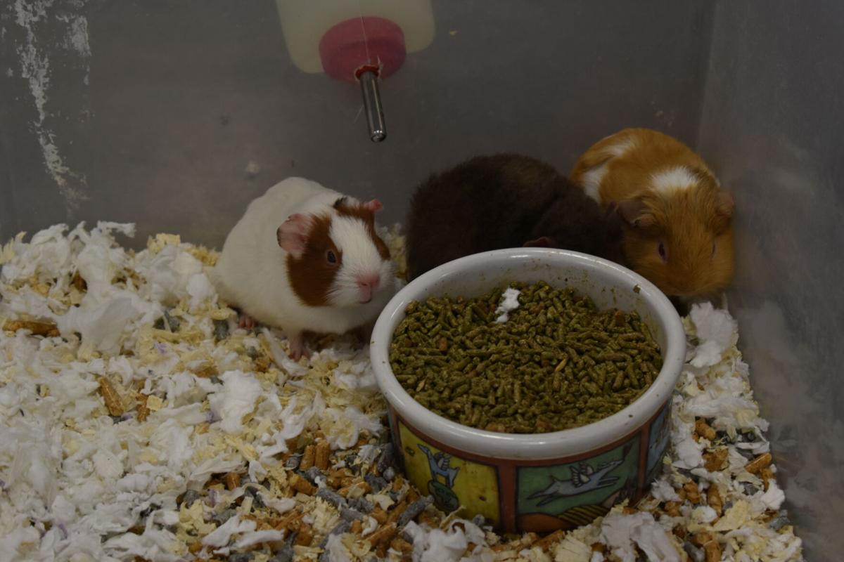 East Texas Rabbit Breeders Association’s Rabbit Show