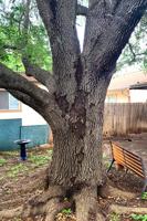 Sperry: Blooming issues and bark loss in trees