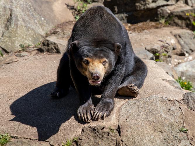 cancerbear_featured