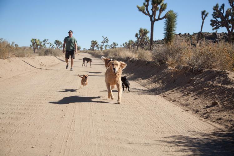 Dog lover is on a cross-country rescue mission | Lifestyle |  