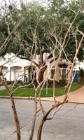 Sperry: Cold injury still affecting crape myrtles