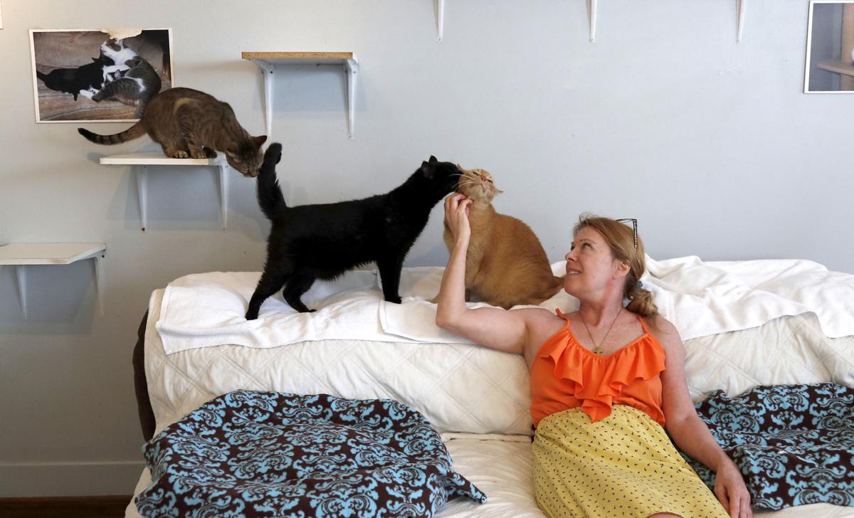 Cats House Houston Residence Becomes Home For Felines News