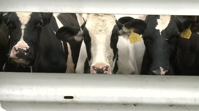 Dairy cows