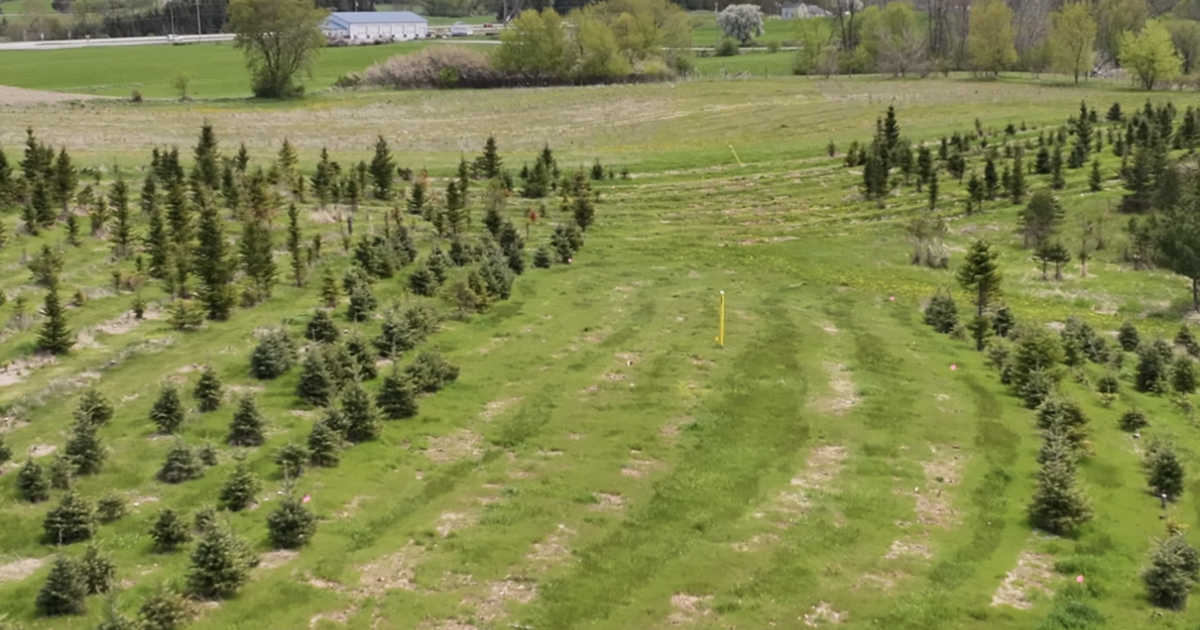 Wisconsin Christmas tree farm fights back after pipeline company cuts ...