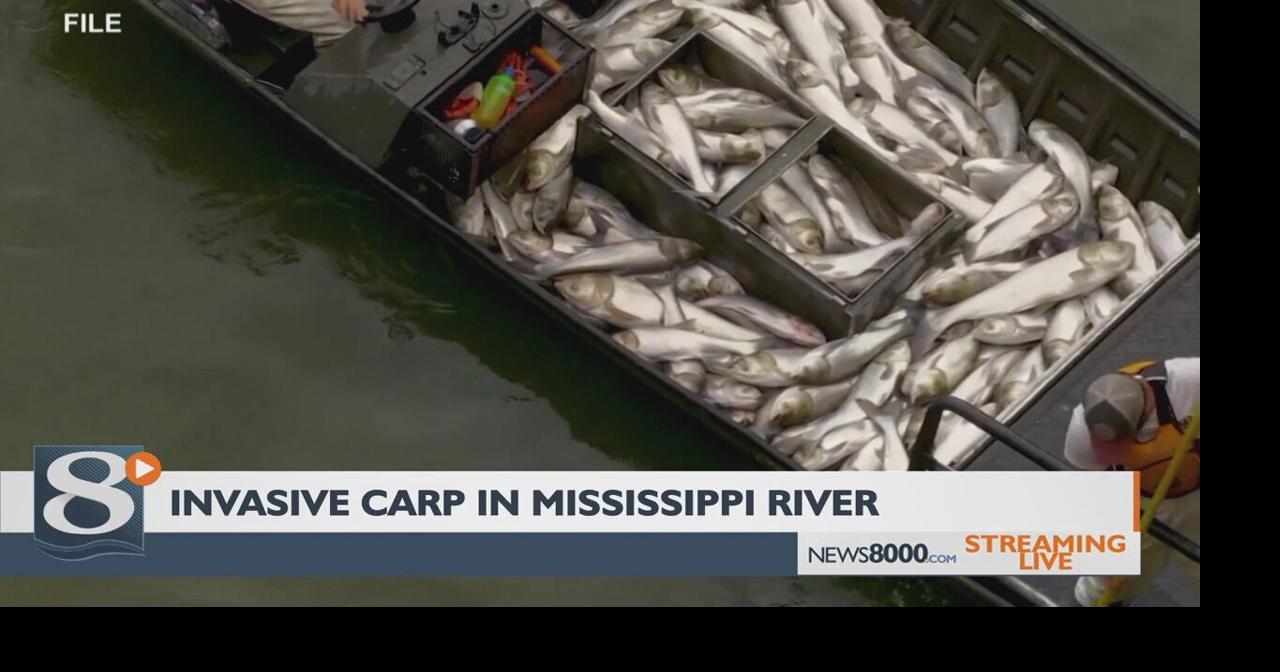 DNR: 51 invasive carp in Mississippi River near La Crosse, Local News
