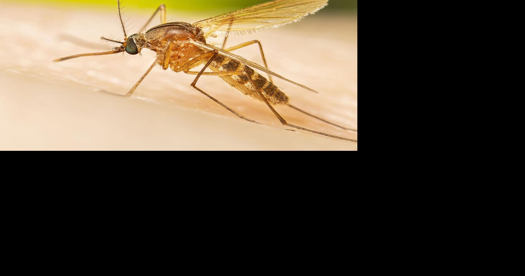 DHS: West Nile virus detected in Wisconsin for first time in 2026 Jul 14, 2026 5 mins ago