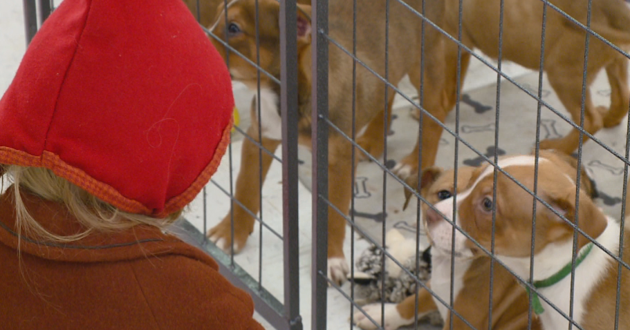 Sunset Seniors Sanctuary hosts dog adoption - Vimarsana News