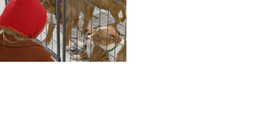 Adoption event brings together puppies and potential families at Viroqua store - Vimarsana News