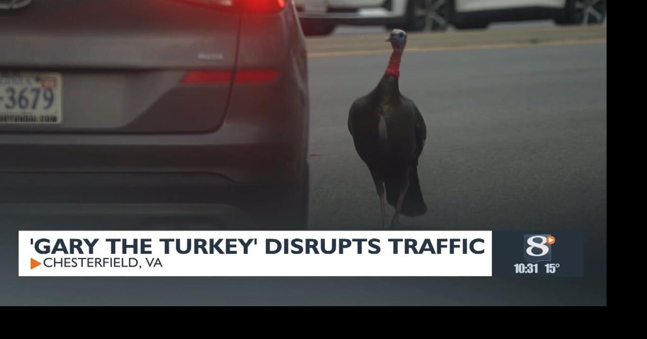 Wild turkey causes stir in Virginia