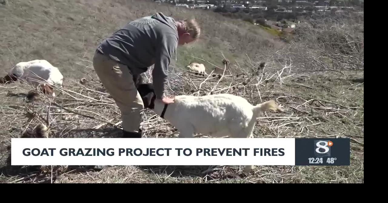 Fire prevention through goat grazing | News | news8000.com