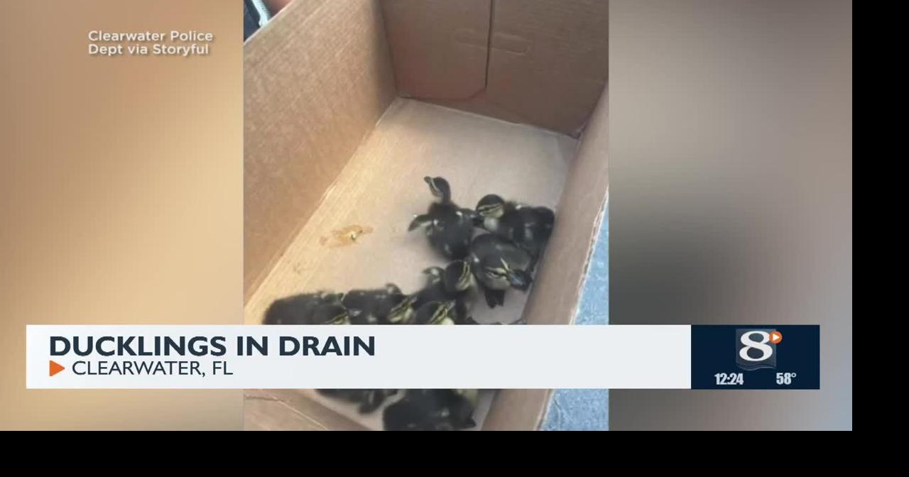 Police rescue ducklings from drain | News | news8000.com