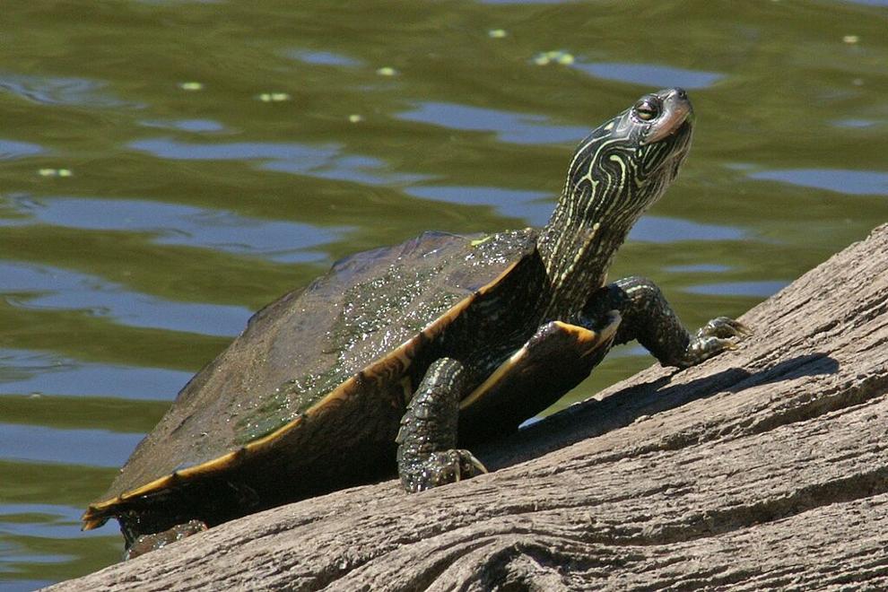 New app helps Minnesotans track turtles, keep them safe while crossing