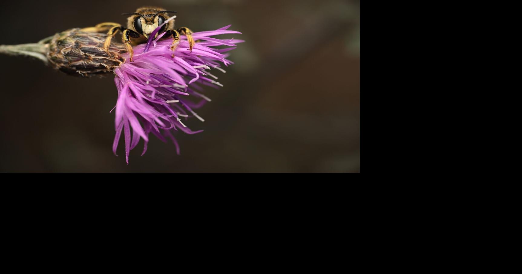 A California photographer is on a quest to photograph hundreds of native bees