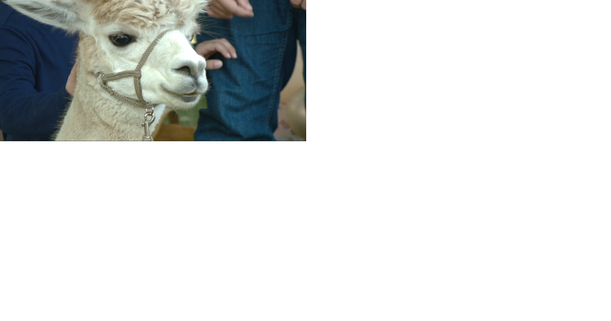 Rotary After Hours hosts first Alpaca Pancake Breakfast - Vimarsana News