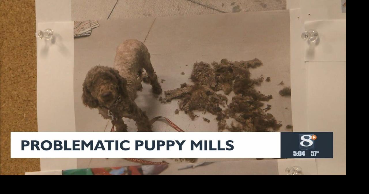 Crawford County animal shelter, volunteers lead grassroots effort to