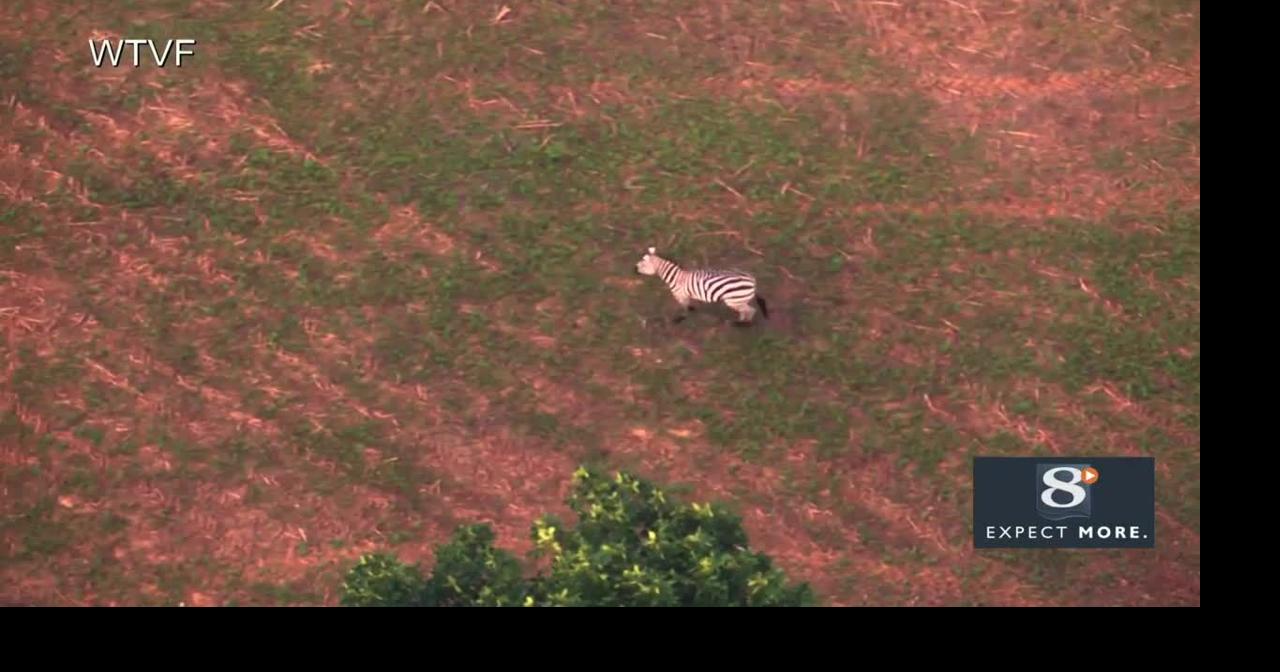 Escaped zebra caught on camera | News | news8000.com