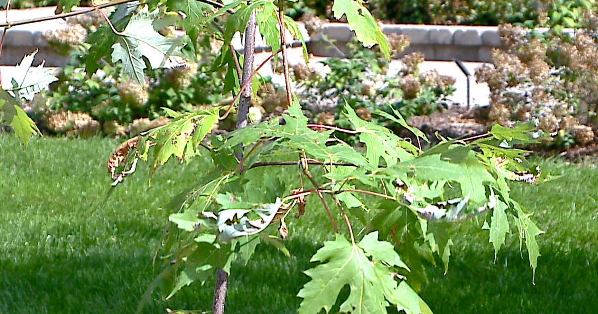 Viterbo University plants sapling with Holocaust history to honor educator