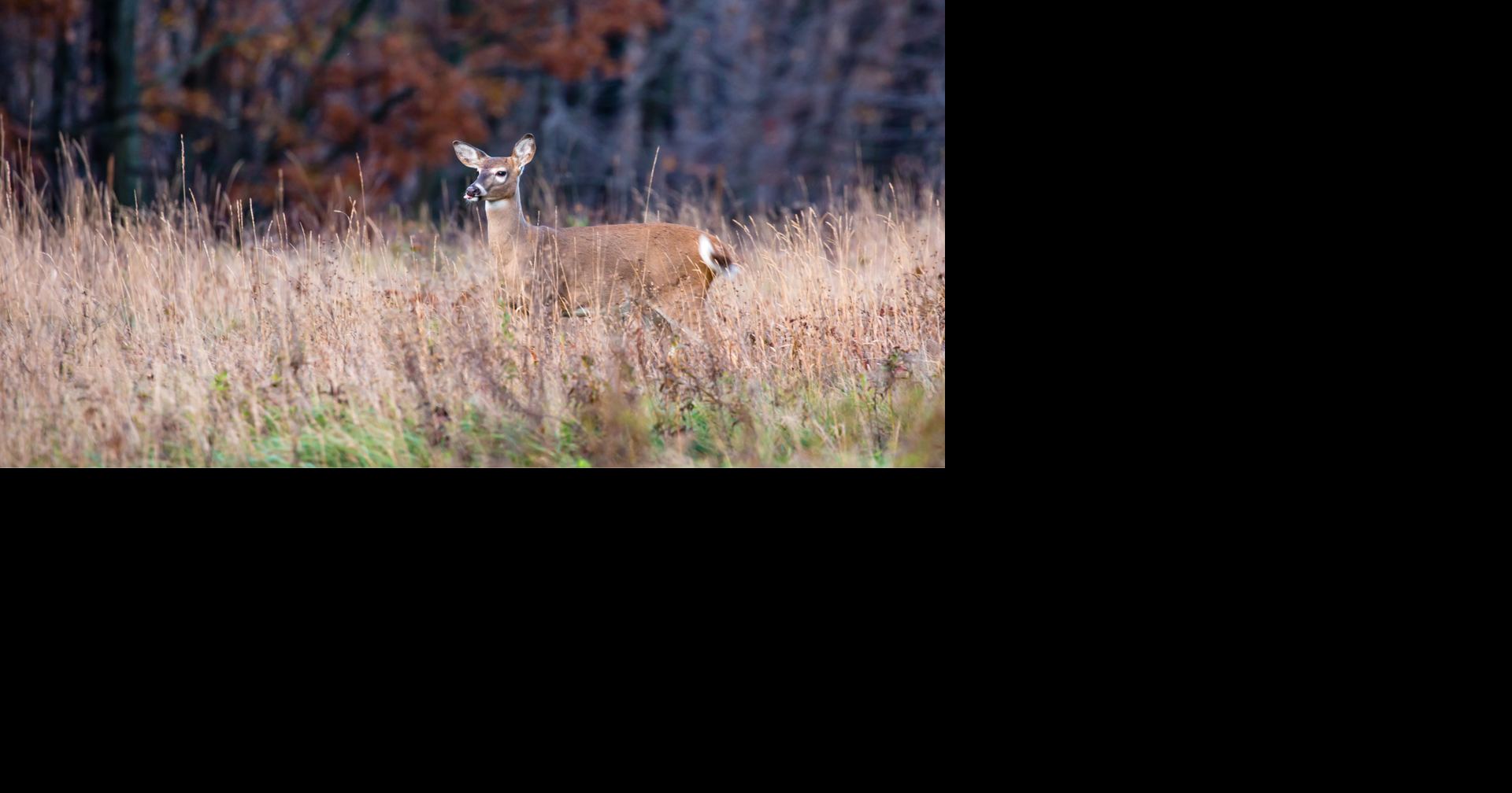 DNR seeks community help for wildlife surveys
