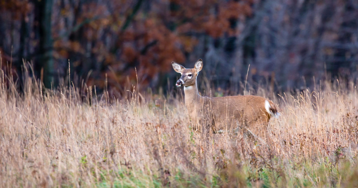 DNR seeks community help for wildlife surveys | Environment | news8000.com