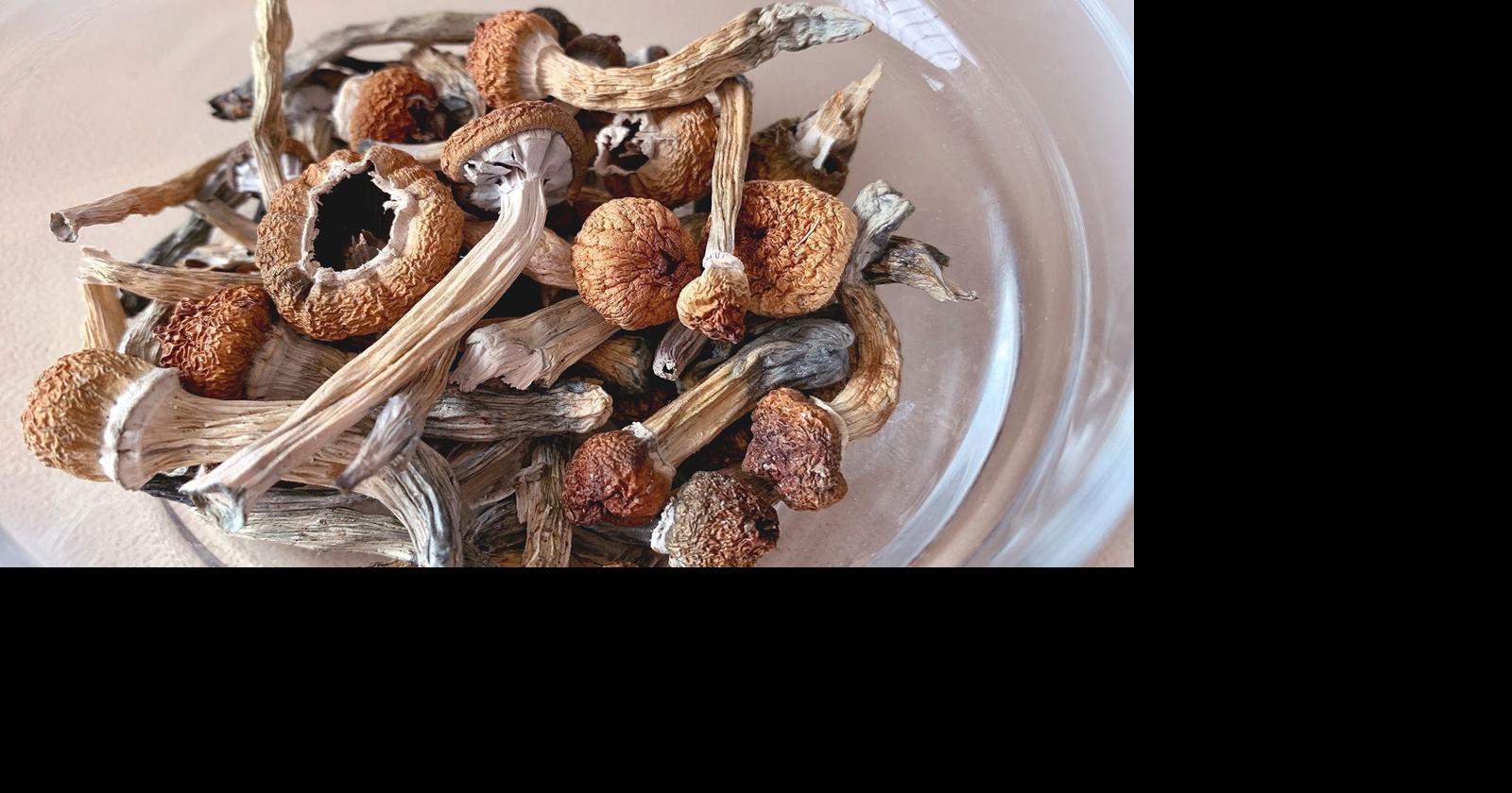 Minnesota lawmakers looking to decriminalize psilocybin mushrooms, create therapeutic use program