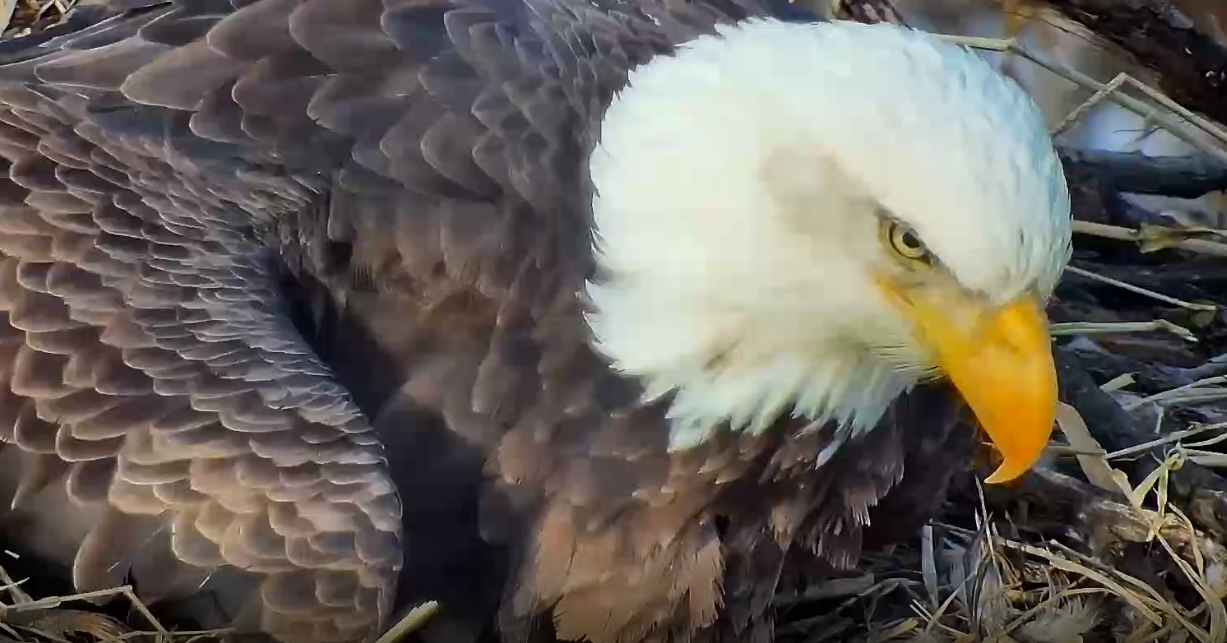 Minnesota DNR EagleCam: The First Egg Has Arrived! | Minnesota News ...