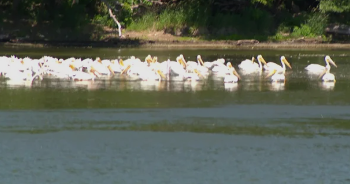 Southern Minnesota lake cruise offers peek at plethora of pelicans By John Lauritsen Jun 25, 2026 Jun 25, 2026 Updated 2 mins ago