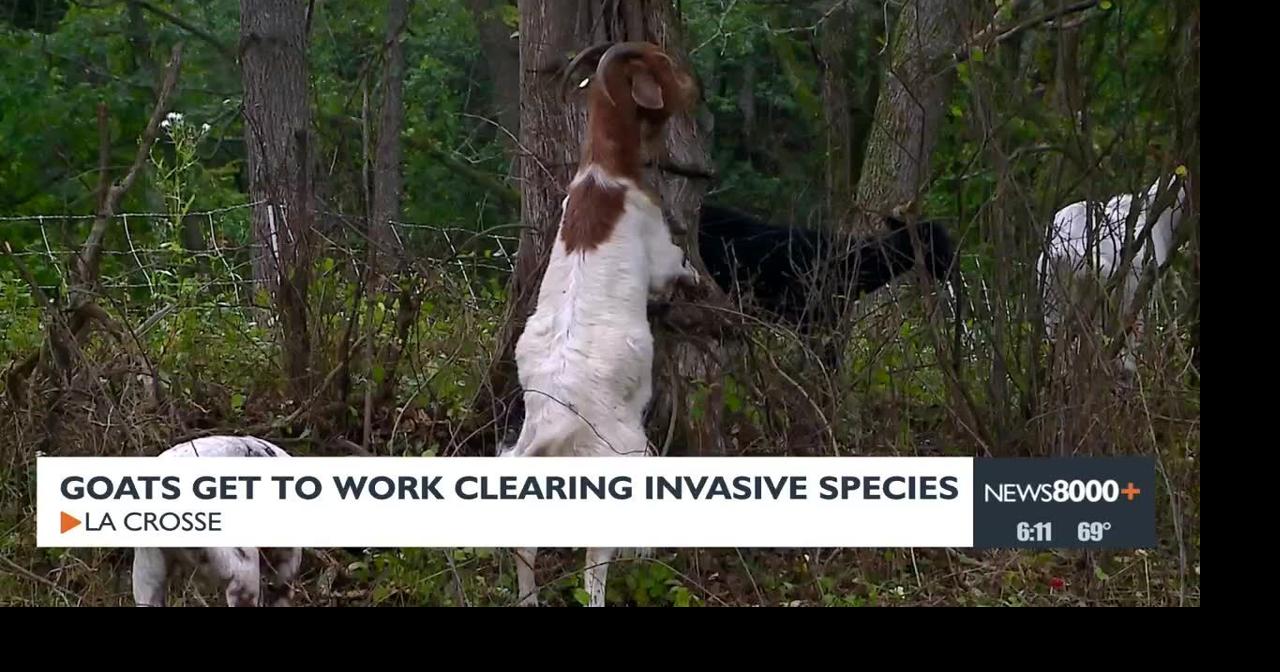 Goats get to work clearing invasive species | News | news8000.com
