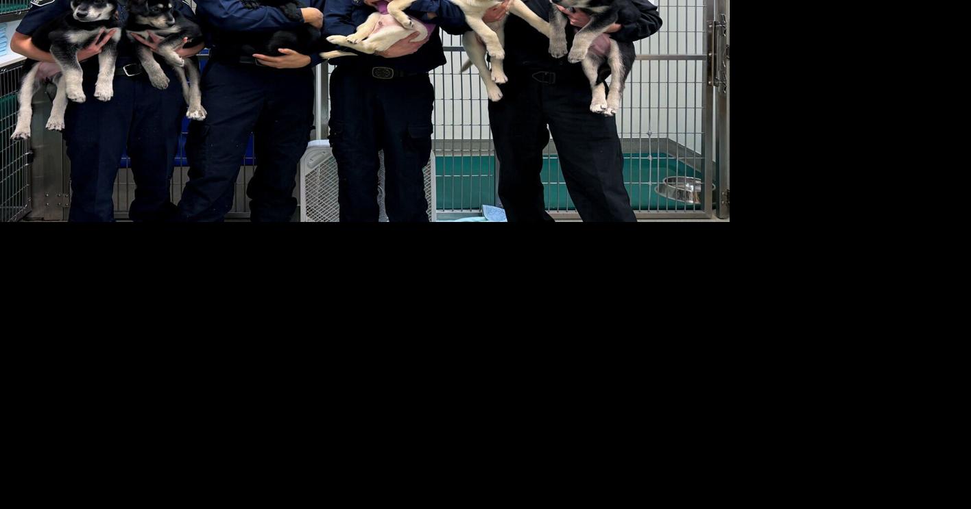 6 puppies treated for a suspected opioid overdose in Washington