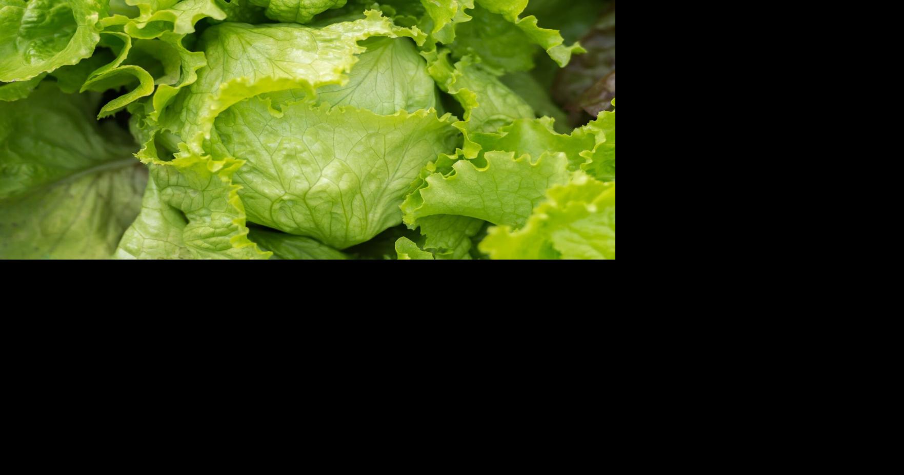 Is it safe to eat lettuce yet? What to know as cyclosporiasis outbreak lingers