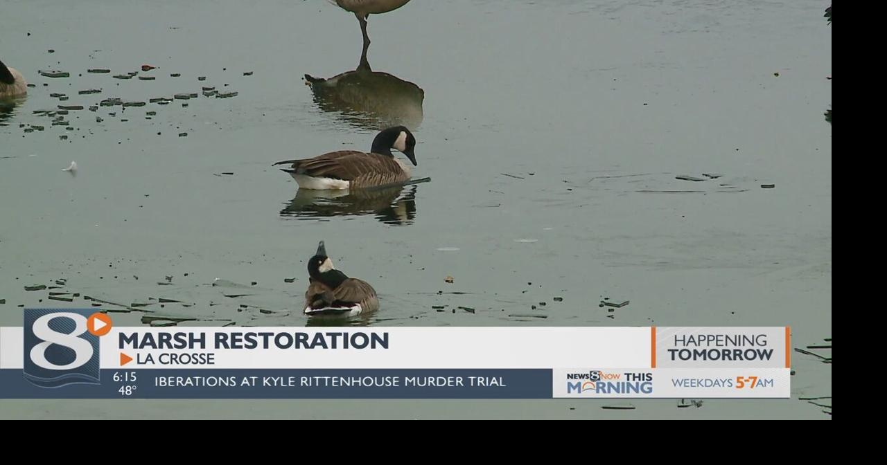 La Crosse River Marsh restoration reaching firstyear milestone La