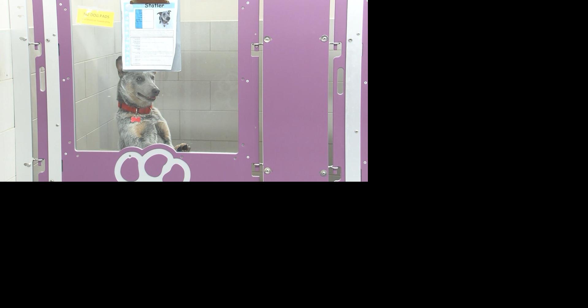 Dangerous cold poses risks for pets, prompts animal surrender surge