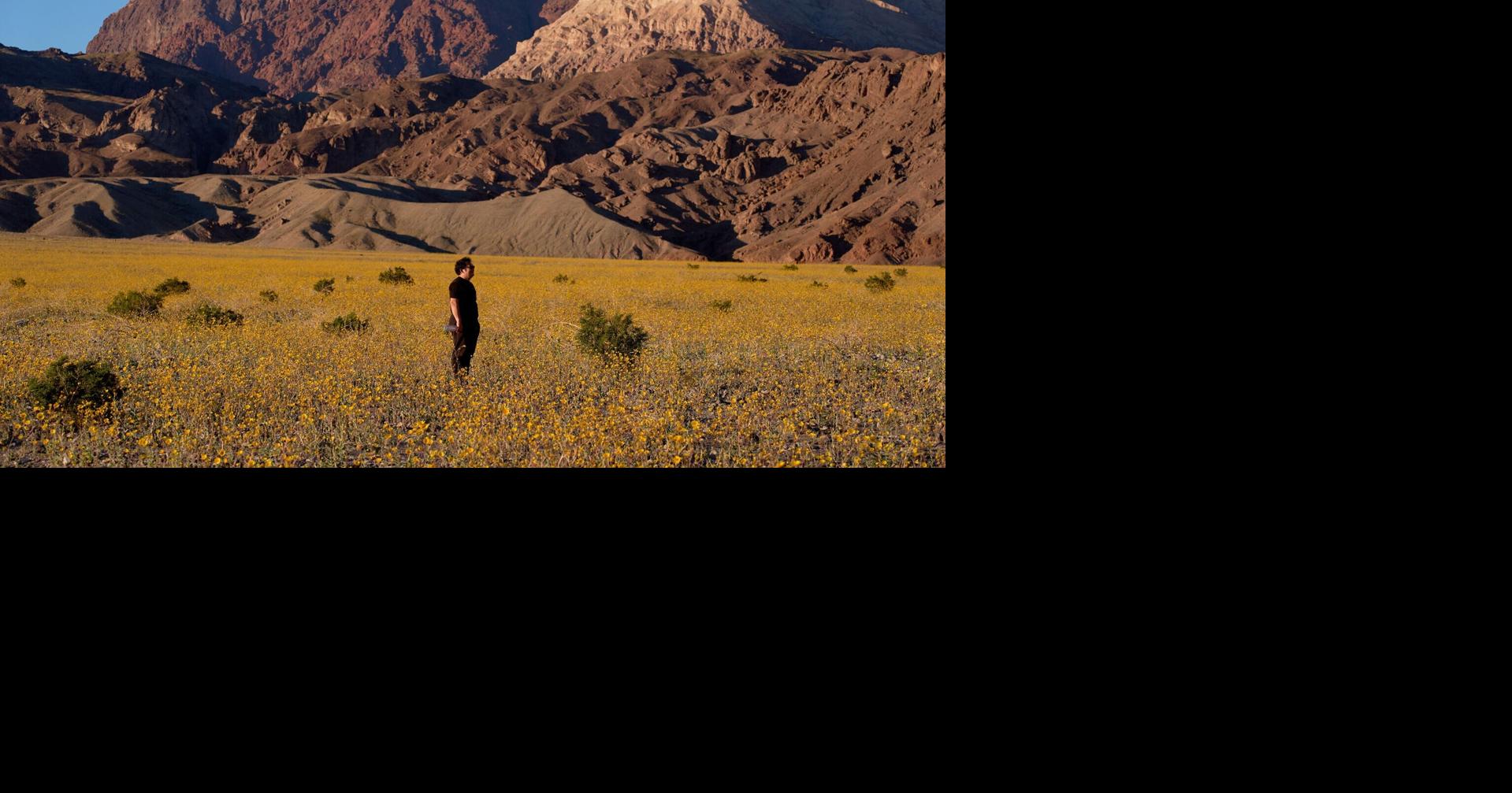 Wildflowers are blooming in the driest place in North America | Hot off the Wire podcast