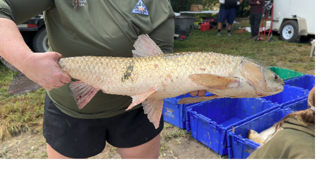 Missouri Department of Conservation to remove 40,000 pounds of invasive carp