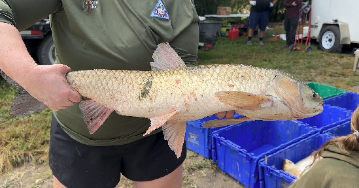 Missouri Department of Conservation to remove 40,000 pounds of invasive carp