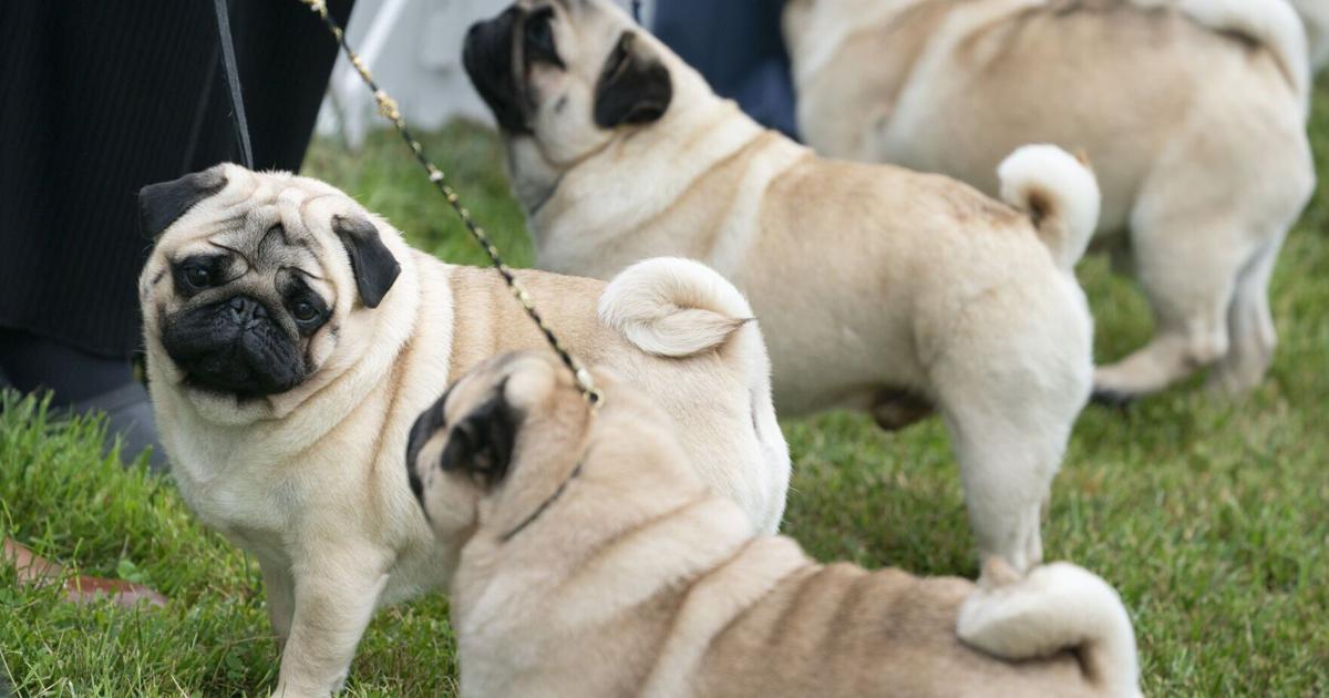 New 50% tariffs on goods from Brazil; PETA sues American Kennel Club | Hot off the Wire