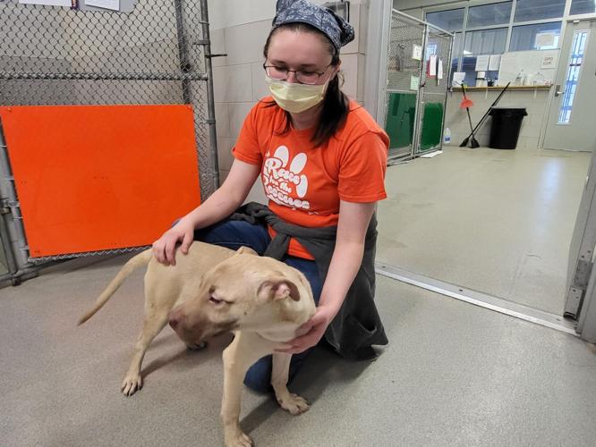Coulee Region Humane Society seven puppies transported from