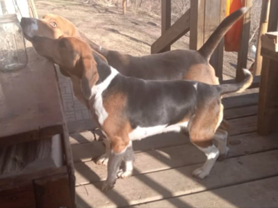 Crawford county discount animal shelter