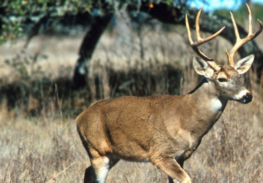 Diseases and Parasites of Maryland Deer