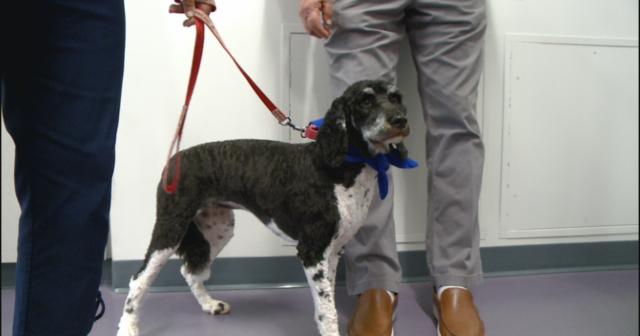 coulee-region-humane-society-hosts-open-house-local-news-news8000