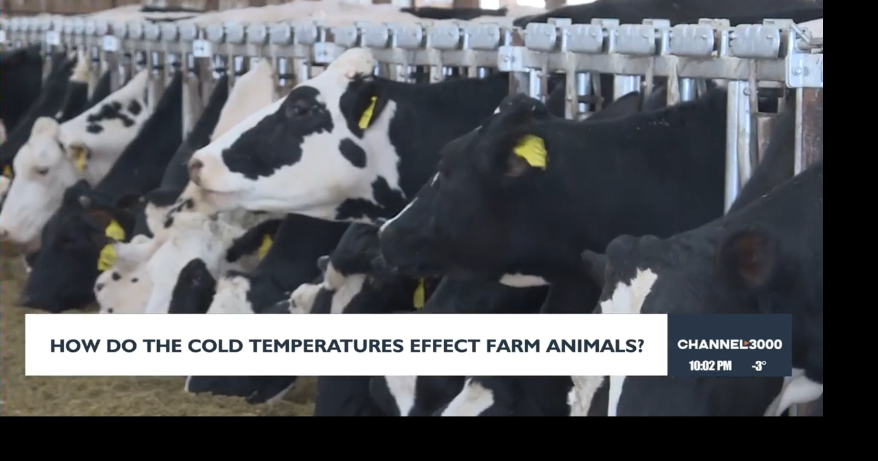 Wisconsin farmers battle extreme cold to protect livestock | Local News ...