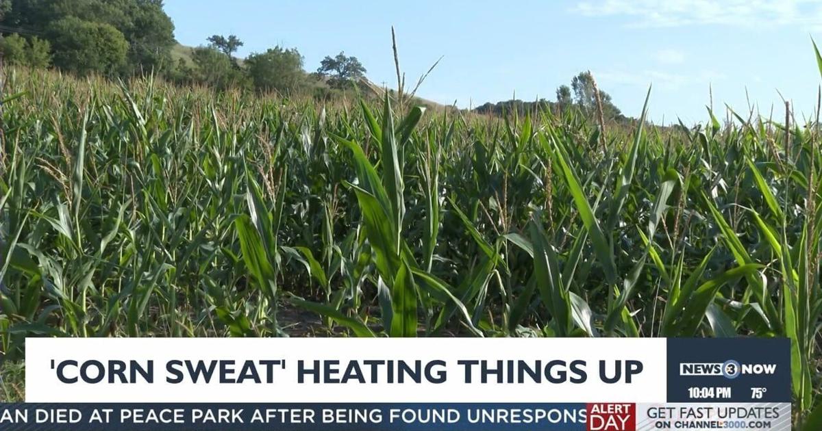 What is 'corn sweat' and why is it making heat, humidity worse in ...