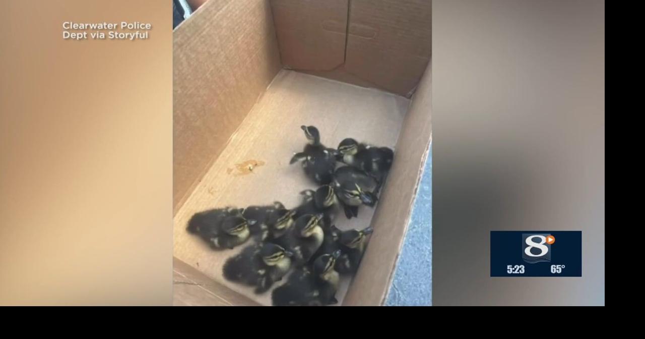 Officer rescues ducklings, reunites with mother | News | news8000.com