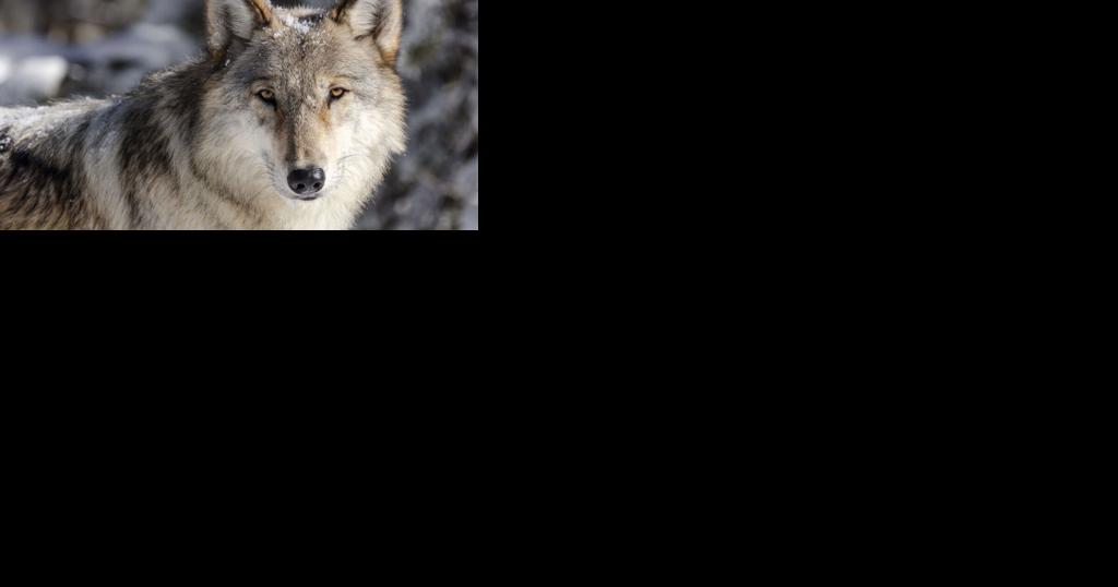WI DNR Board Votes on Controversial Wolf Management Plan | Local Politics - Vimarsana News