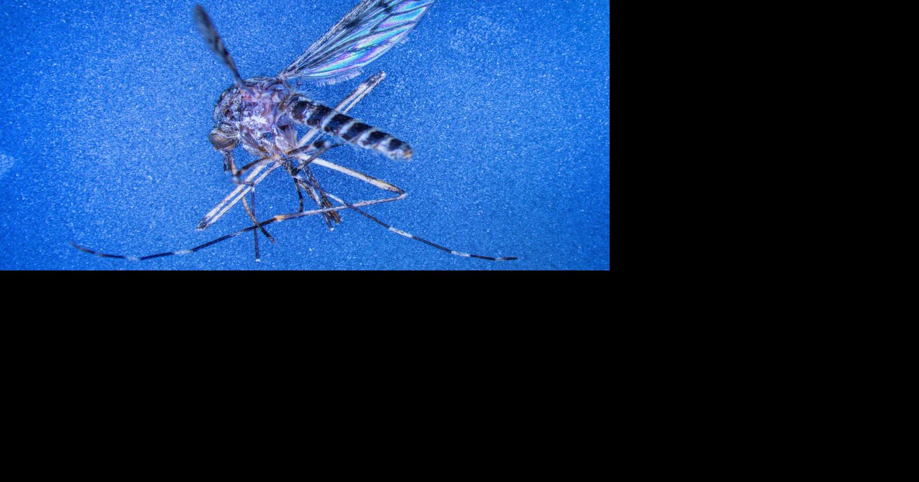 This country was one of the few mosquito-free nations. That just changed