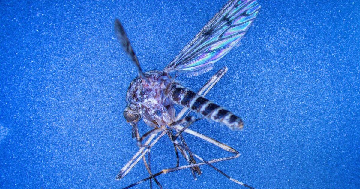 This country was one of the few mosquito-free nations. That just changed