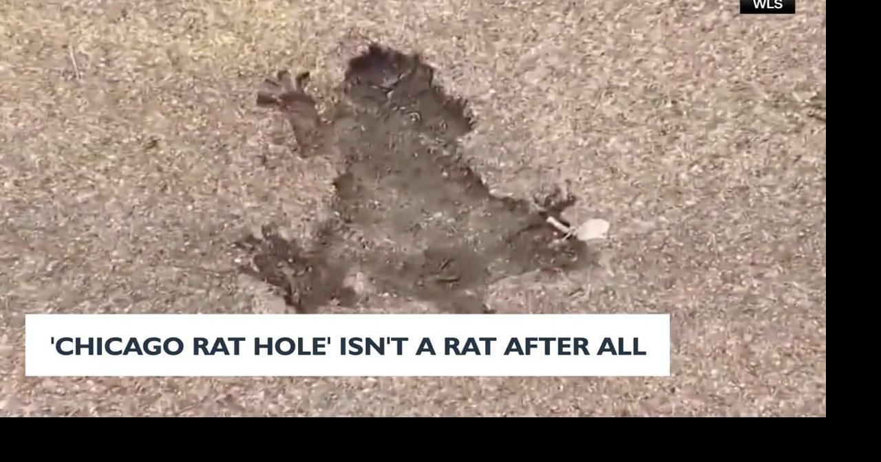'Chicago Rat Hole' isn't a rat after all | News | news8000.com
