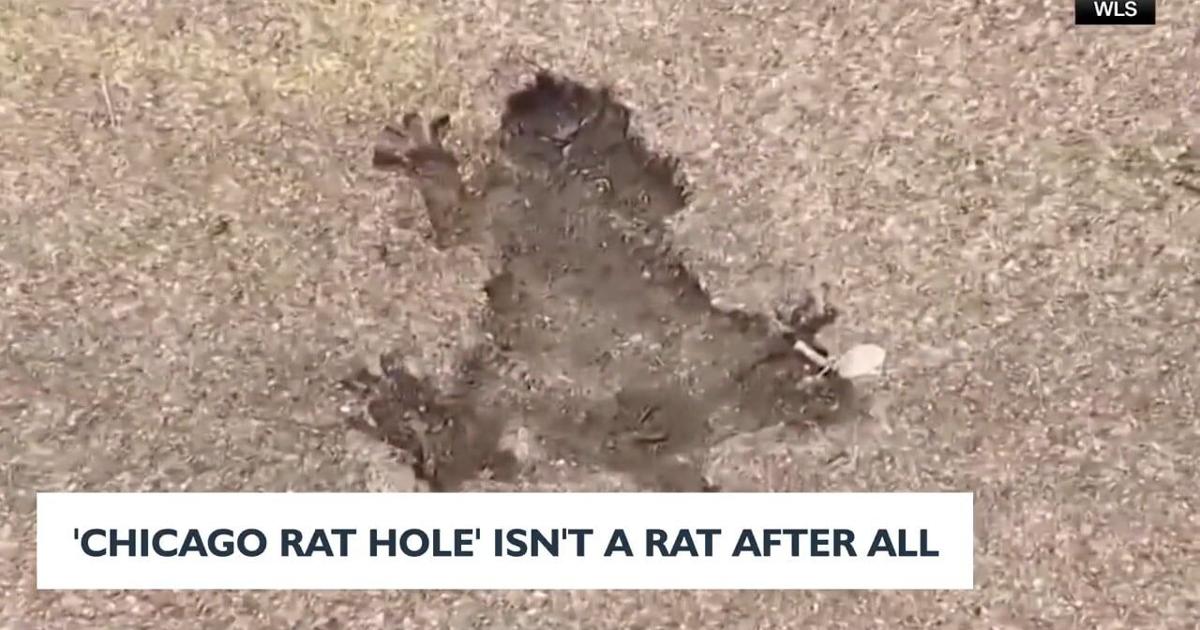 Cicago Rats 'Chicago Rat Hole' isn't a rat after all | News | news8000.com